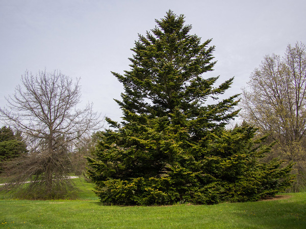 Abies Nordmanniana Tree