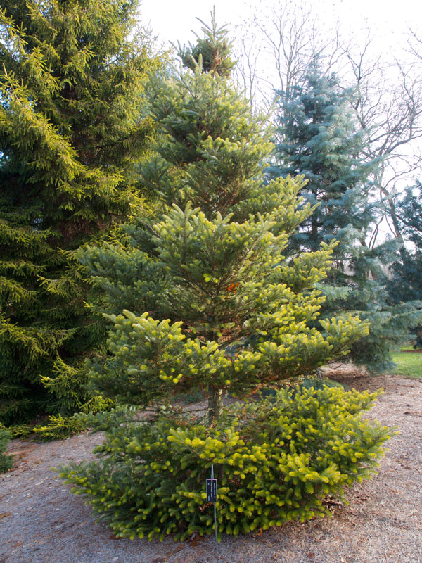 Korean fir tree