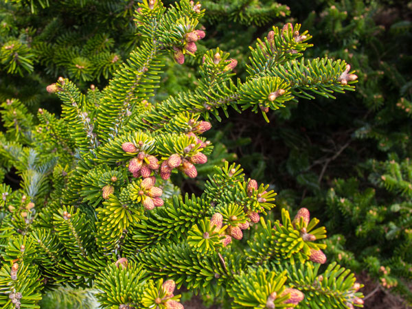 Abies Nordmanniana