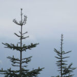 The Noble Fir: Christmas Elegance in Evergreen Form