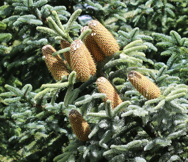 Noble fir cones