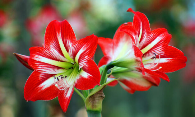 The Christmas Amaryllis: A Festive Bloom with Flair