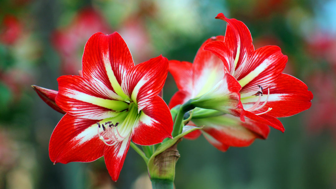 The Christmas Amaryllis: A Festive Bloom with Flair