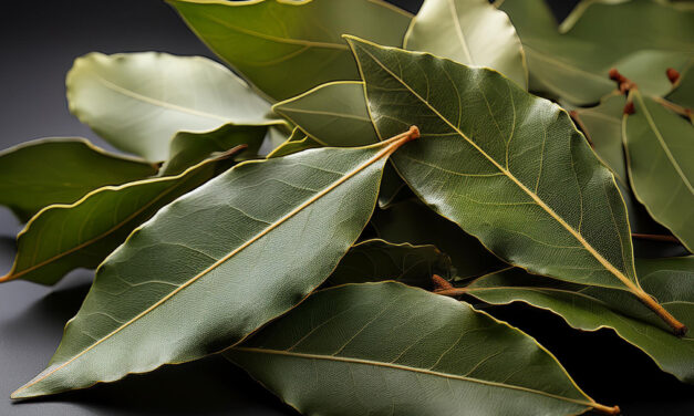 Bay Laurel Christmas Tradition: From Wreaths to Feasts