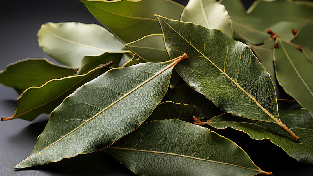 Bay Laurel Christmas Tradition: From Wreaths to Feasts