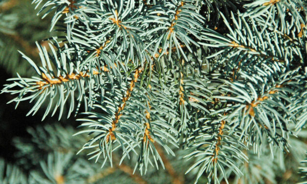 Blue Spruce: The Elegant Christmas Tree