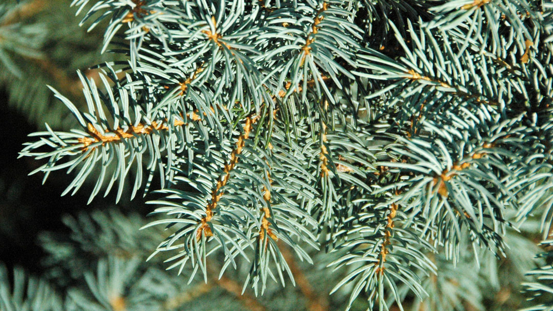 Blue Spruce: The Elegant Christmas Tree