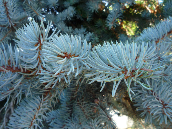 Close-up of Blue Spruce foliage