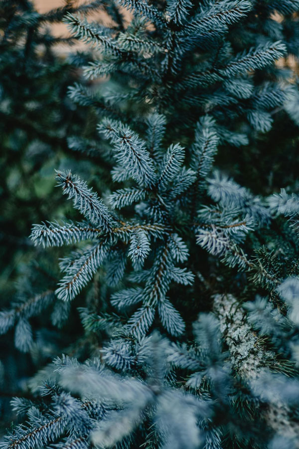 Blue Spruce Tree