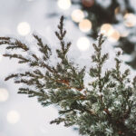 Cedar Trees and their Symbolism in Christmas Traditions