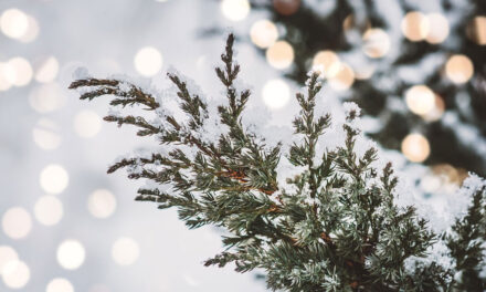 Cedar Trees and their Symbolism in Christmas Traditions