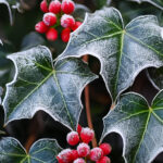 Ivy in Christmas Tradition: A Symbol of Everlasting Life