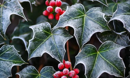 Ivy in Christmas Tradition: A Symbol of Everlasting Life