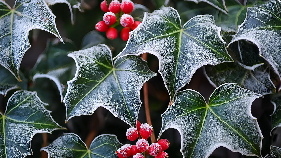 Ivy in Christmas Tradition: A Symbol of Everlasting Life