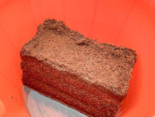 Coconut coir brick absorbing water