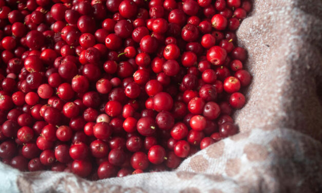 The Journey of Cranberries to Festive Table