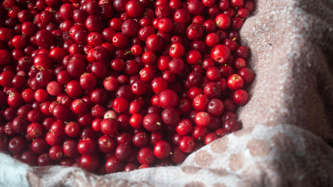 The Journey of Cranberries to Festive Table