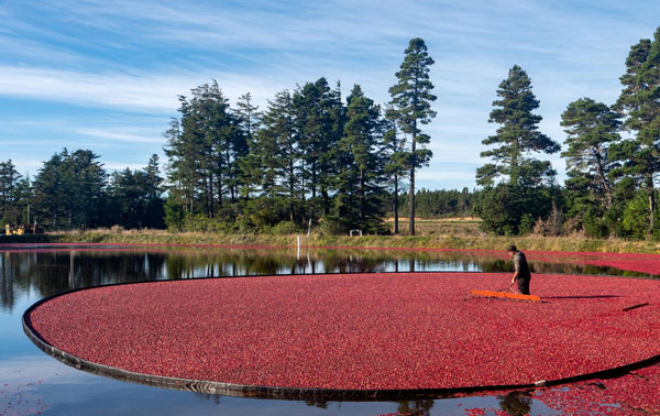 Cranberries being harvested