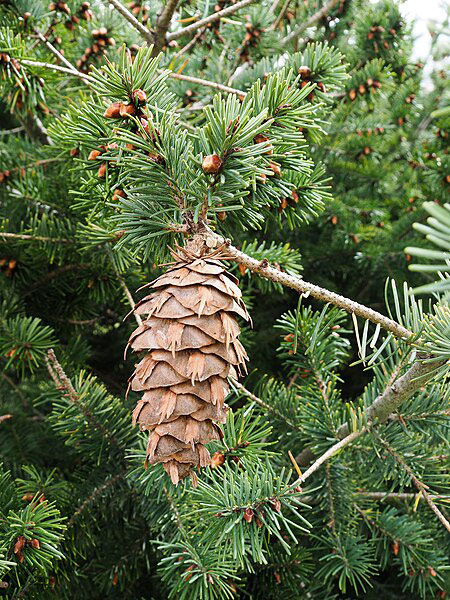 A close-up of a Douglas Fir branch showcasing its distinctive features. The branch is covered with soft, green needles and a hanging cone.