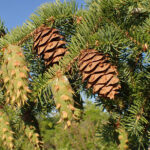 Douglas Fir: Nature’s Christmas Masterpiece