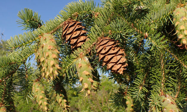 Douglas Fir: Nature’s Christmas Masterpiece