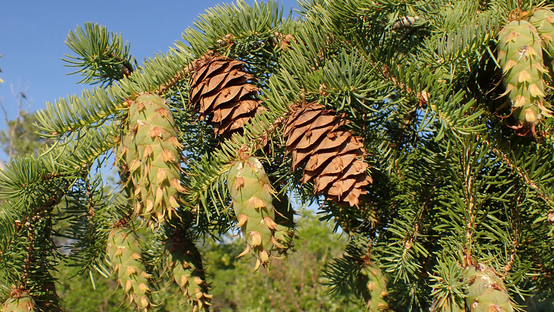 Douglas Fir: Nature’s Christmas Masterpiece