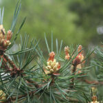 Scots Pine: A Hardy Conifer of the Northern Forests