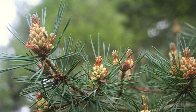 Scots Pine: A Hardy Conifer of the Northern Forests