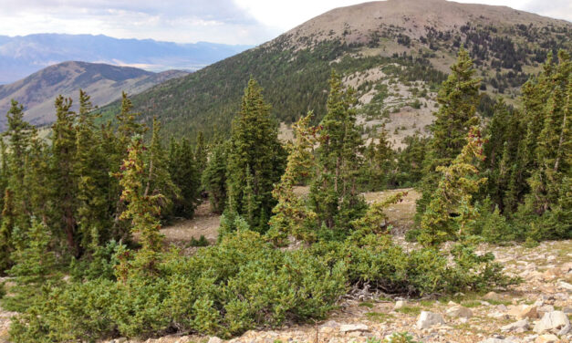 Engelmann Spruce: The Alpine Christmas Tree