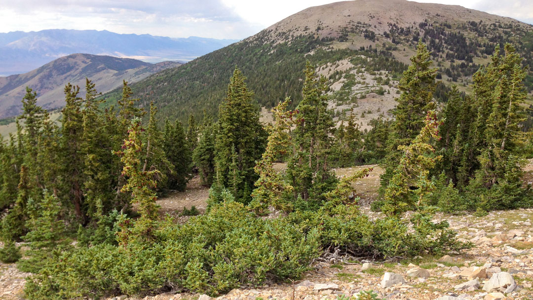 Engelmann Spruce: The Alpine Christmas Tree