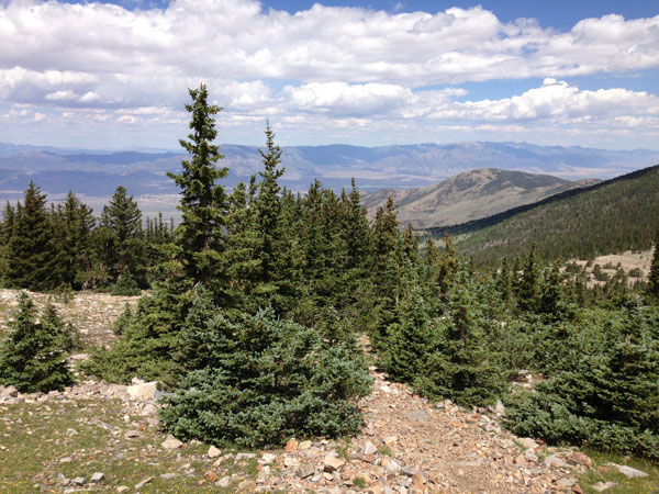 Engelmann Spruce at tree line on the Wheeler Peak Summit Trail in Great Basin National Park