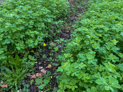 Fenugreek Green Manure