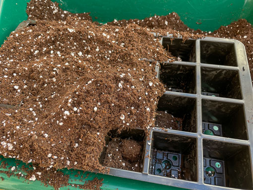 Filling Tray Cells with Compost Mix