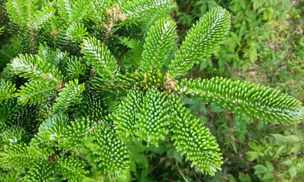 Fraser Fir: Bringing Woodland Wonder into Your Christmas