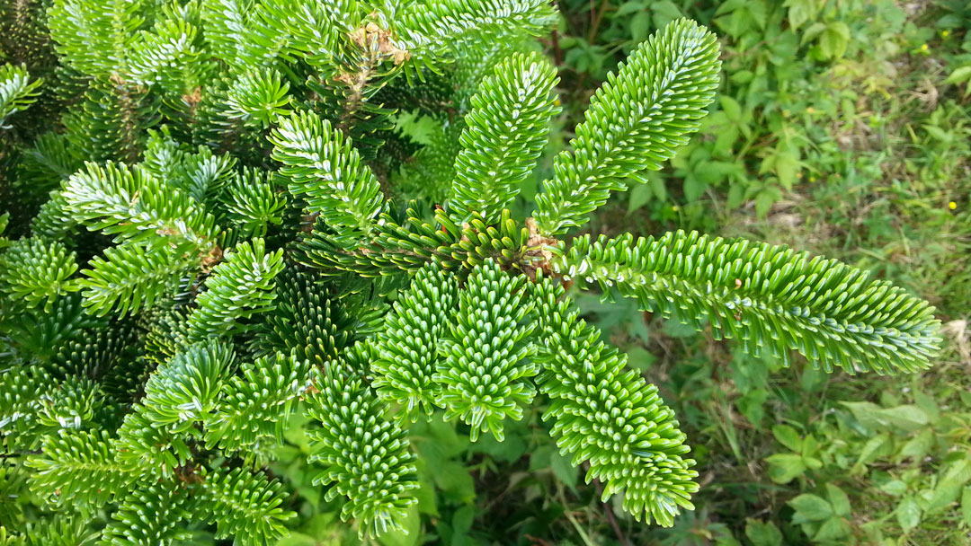 Fraser Fir: Bringing Woodland Wonder into Your Christmas