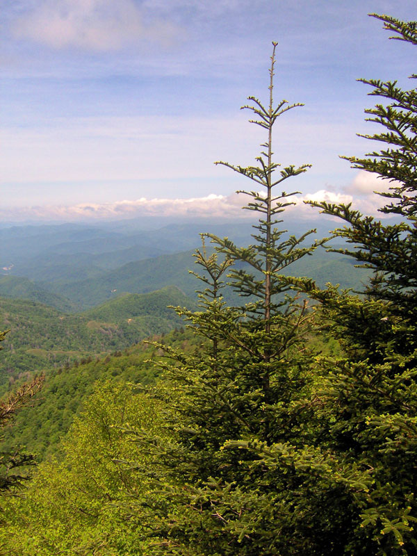 Fraser Fir Landscape