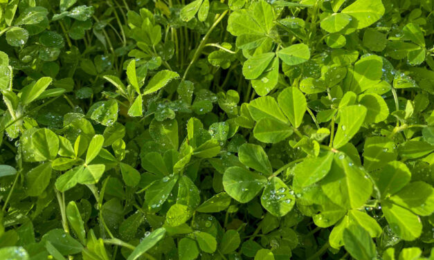 Green Manures: Boost Soil Health and Control Weeds