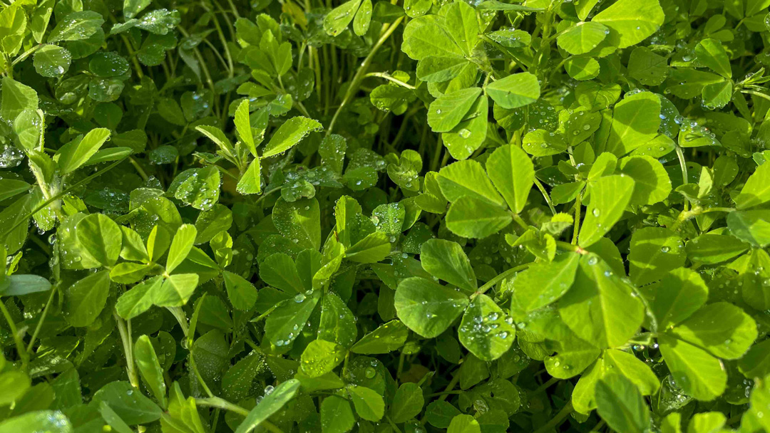 Green Manures: Boost Soil Health and Control Weeds