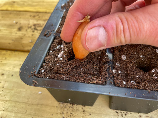 Insert Onion Set into Seed Tray Cell