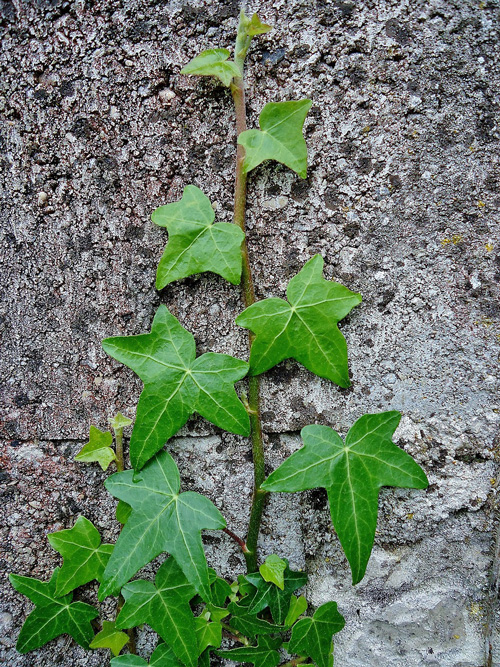 Ivy climbing up wall