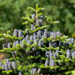 Silvery Needles and Violet Cones: The Korean Fir