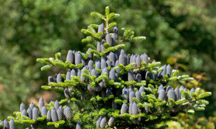 Silvery Needles and Violet Cones: The Korean Fir