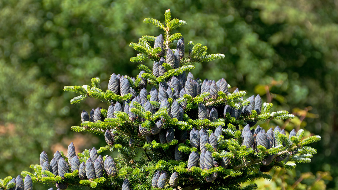 Silvery Needles and Violet Cones: The Korean Fir