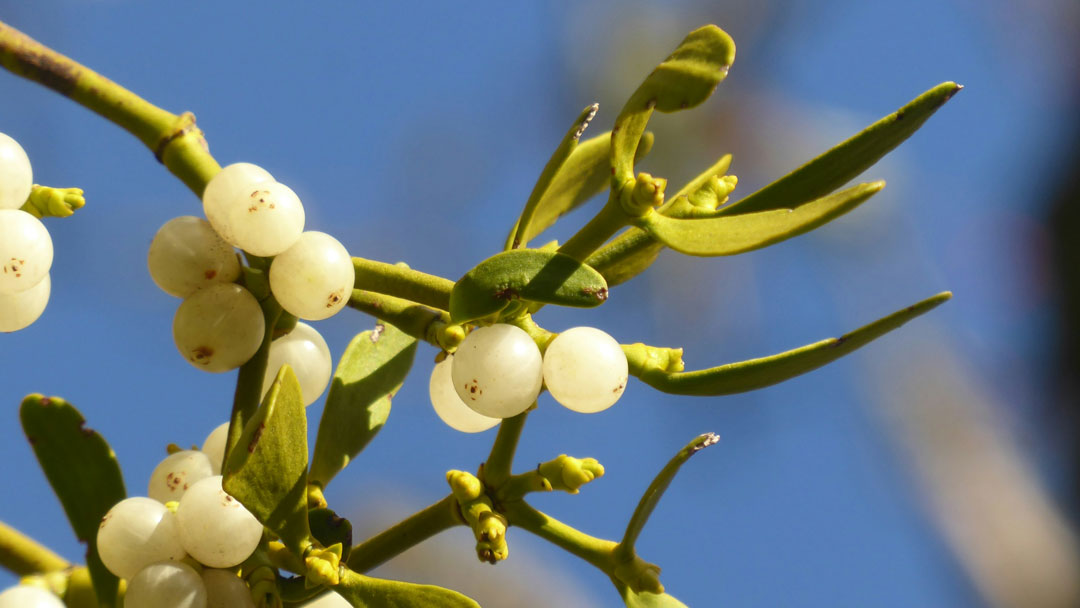 Under the Mistletoe: Exploring a Festive Tradition