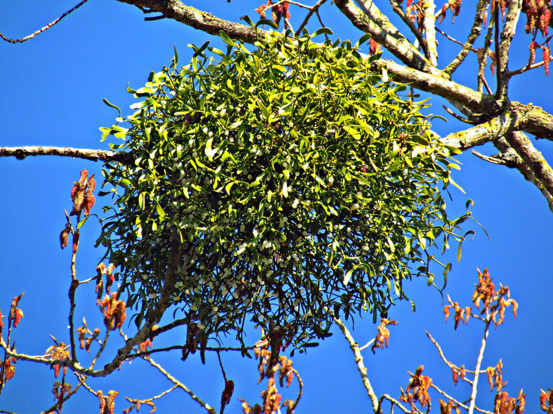 Mistletoe in a Tree