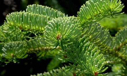 Discover the Story of the Nordmann Fir Tree