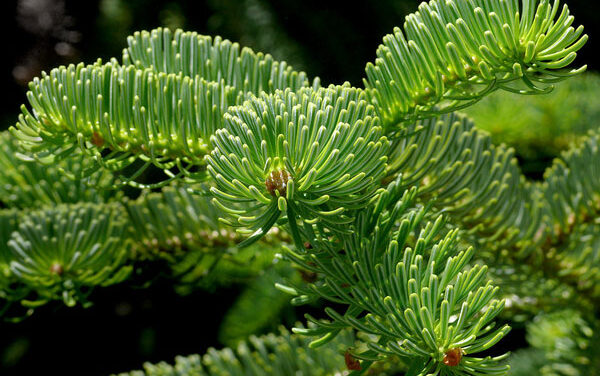 Discover the Story of the Nordmann Fir Tree