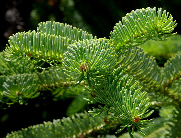 Discover the Story of the Nordmann Fir Tree