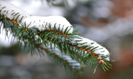 Norway Spruce Christmas Tree: The History and Traditions