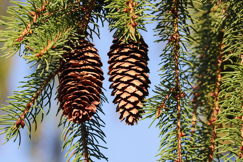 Norway Spruce Pine Cones